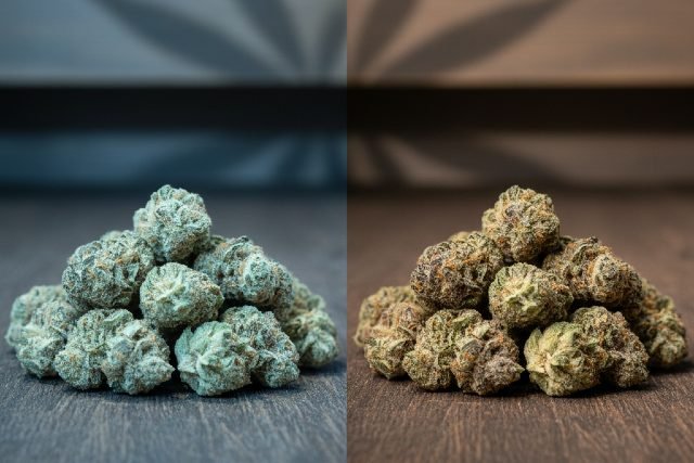 How Exodus THCA Flower Compares to Traditional Cannabis Strains
