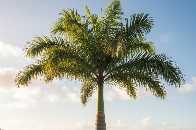 King Palm Tree Growth Rate, Height, and Ideal Climate Explained